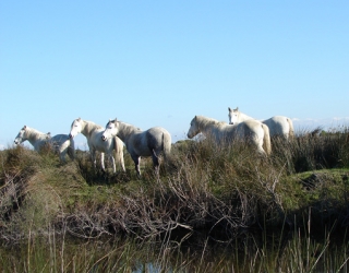Randonnee au fil de l eau du petit Rhone jusqu au Bac du Sauvage